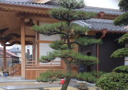 庭木の剪定